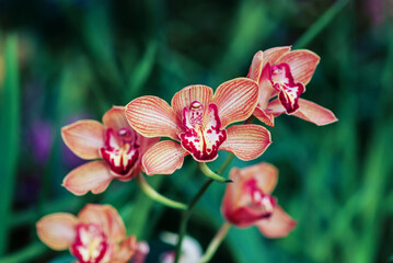 Cymbidium (boat orchid) orange-brown flowers in orchid garden, closeup