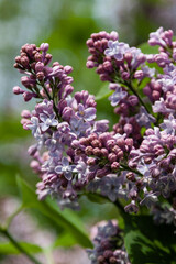 Flowering branch of lilac macro
