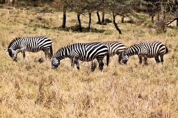 Fototapeta na wymiar A view of a Zebra