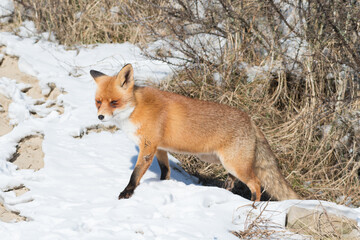 Obraz premium Red fox in the snowy world with freshly fallen snow. Photographed in the dunes of the Netherlands.