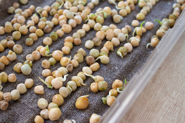 Microgreen pea. Closeup of micro greens growing up on burlap. Green pea sprouts germinated from organic high quality plant seeds. Balcony gardening and organic homegrown food concept. Selective focus