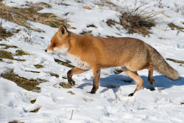 Fototapeta na wymiar Red fox in the snowy world with freshly fallen snow. Photographed in the dunes of the Netherlands.