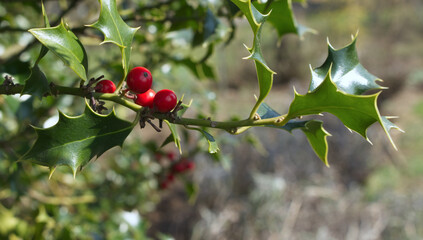 Ilex, or holly, It is a genus of small, evergreen trees with smooth, glabrous, or pubescent branchlets. The plants are generally slow-growing.