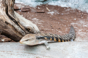 The scaling lizard scrambles forward