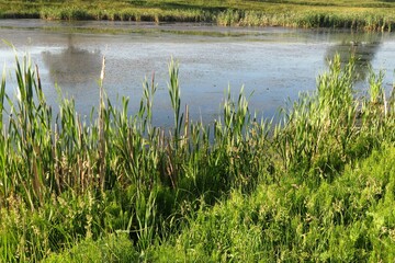 Beautiful view on pond in summer day, europe