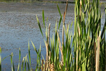 Reeds at the pond, closeup