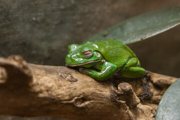 A green toad sits on a  branch