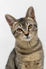 Gato Mestiso en fondo blanco