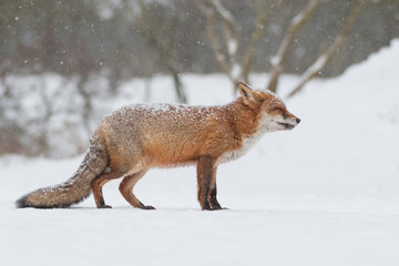 Red fox in the snowy world with freshly fallen snow. 
Photographed in the dunes of the Netherlands.