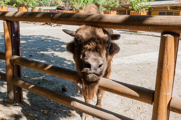Buffalo head close-up