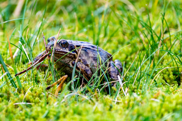 A common frog, Rana temporaria, hiding between the green gras and moss in Ireland