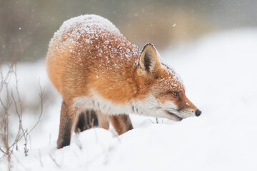 Obraz premium Red fox in the snowy world with freshly fallen snow. Photographed in the dunes of the Netherlands.