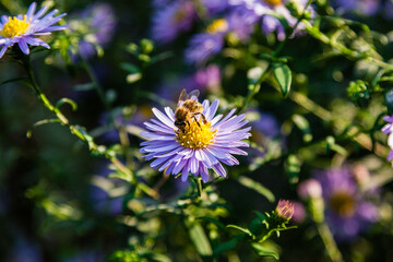 Field flowers on which insects and bees sit close up