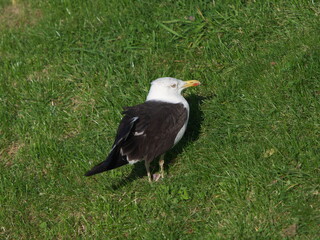 seagull on grass