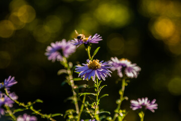 Field flowers on which insects and bees sit close up