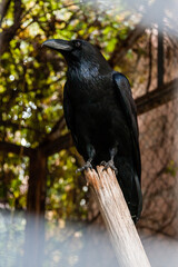 Big Black Raven sitting on a close-up branch