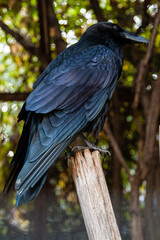 Big Black Raven sitting on a close-up branch