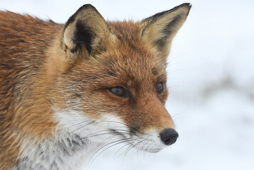 Red fox in the snowy world. 
Photographed in the dunes of the Netherlands.