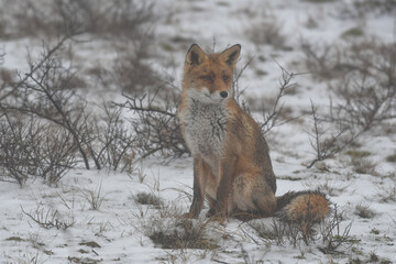 Fototapeta premium Red fox in the snowy world. Photographed in the dunes of the Netherlands.