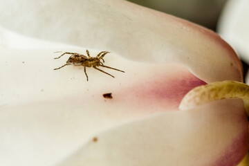 Macro Spider sitting in a magnolia flower
