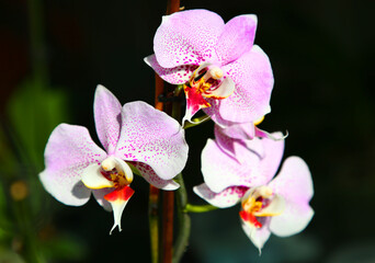 Phalaenopsis Amsterdam Jordan Beautiful Orchid Flower