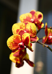 Phalaenopsis Arlekin Beautiful Orchid Flower
