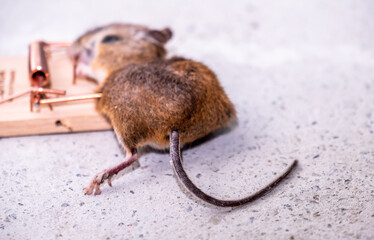 Mouse trapped in Mouse trap in the shed