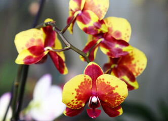 Obraz na płótnie Canvas Phalaenopsis yellow grade Ellov Spotty Beautiful Orchid Flower