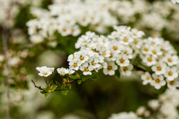 Macro bush of small white flowers on a branch