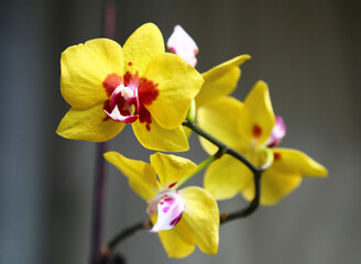 Phalaenopsis yellow grade Ellows Ribbon Beautiful Orchid Flower © Eva