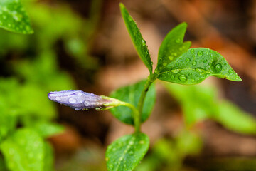 Macro lilac small flowers on a green background