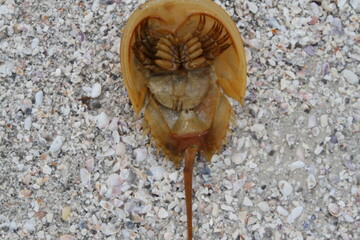 Horseshoe crab limulus polyphemus upside down on the seashell beach