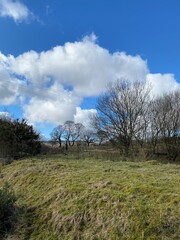 Trees and clouds