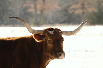 Texas longhorn cow portrait with winter snow in background.
