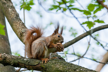 Squirrel sits on a branch and gnaws nuts