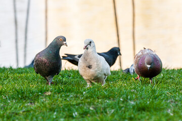 Pigeons walk on the grass