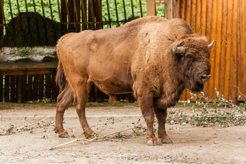 Large brown buffalo