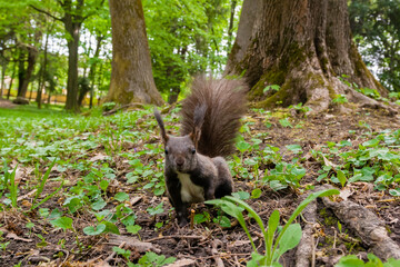 Dark brown squirrel (black, gray)