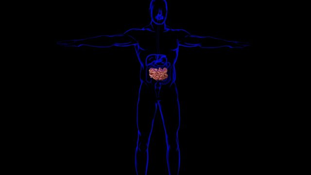 Human Small Intestine Anatomy For Medical Concept