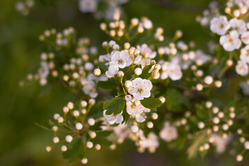 Spring white flowers. Crataegus on a sunny day. Beauty of nature. Spring, youth, growth concept.