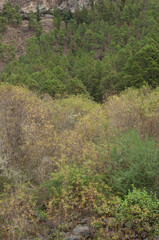 Fototapeta na wymiar Forests of willows Salix canariensis and Canary Island pines Pinus canariensis. Caldera de Taburiente National Park. La Palma. Canary Islands. Spain.