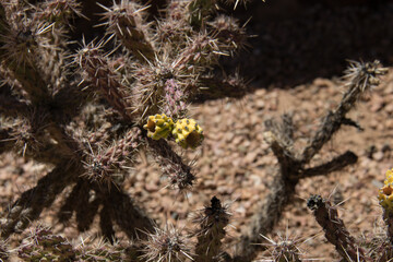 Yellow bloom on spiny cactus