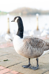 Single canada goose walking on a pavement with other birds in background, black gray and white big bird in the town or city looking for food, species from North America spread successfully in the UK.