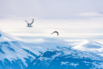Fototapeta premium Gulls flying over snow-capped mountains along the coast of Alaska
