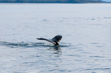 The fluke or tail of a Humpback whale (Megaptera novaeangliae) as it dives in the waters of southern Alaska