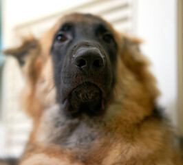 portrait of a shepherd nose selective focus