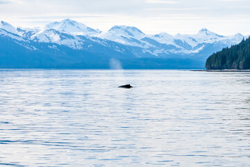 Fototapeta na wymiar Humpback Whale (Megaptera novaeangliae) surfacing off the coast of Alaska with snow-capped mountains in the background