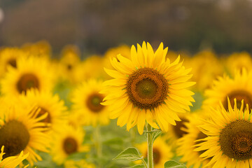 Beautiful sunflower blossom in field