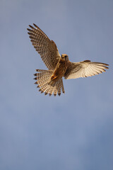 a kestrel hovers directly overhead in a clear blue sky whilst scanning the ground below for prey