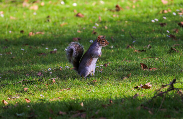 Grey or gray squirrel (Sciurus carolinensis) stands upright on grass with Spring daisies. Furry wildlife with bushy tail in park. Botanic Gardens, Dublin, Ireland.  Shadows from trees